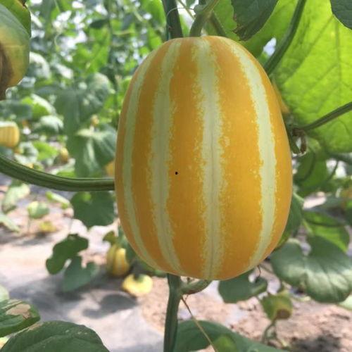 吃瓜有哪些网红,盘点吃瓜网红的崛起与影响力  第2张